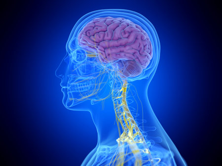3d rendered medically accurate illustration of the brain