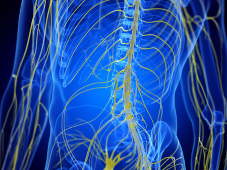3d rendered medically accurate illustration of the spinal cord