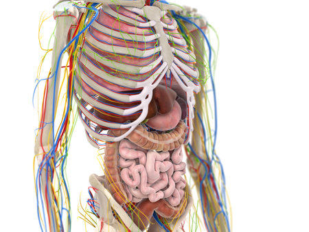 3d rendered medically accurate illustration of the abdominal organsの写真素材