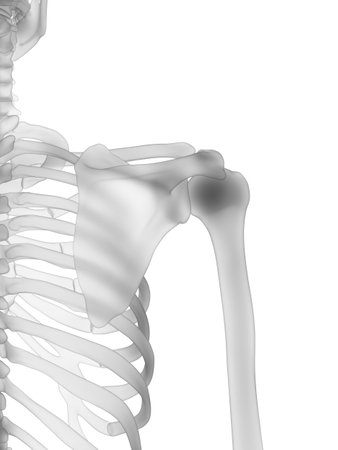 3d rendered medically accurate illustration of the human skeleton - the shoulderの写真素材