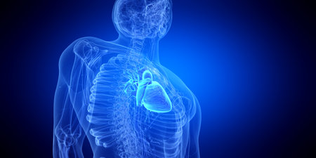 3d rendered medically accurate illustration of the human heartの写真素材