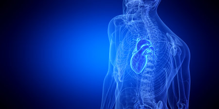 3d rendered medically accurate illustration of the human heartの写真素材
