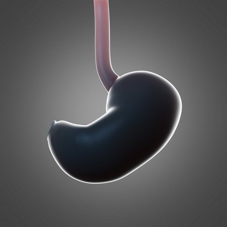 3d rendered medically accurate illustration of the human stomachの写真素材