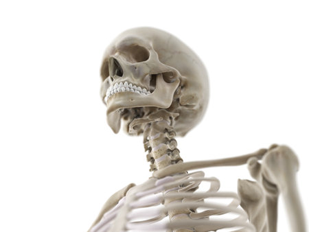 3d rendered medically accurate illustration of the skeletal neck and skullの写真素材