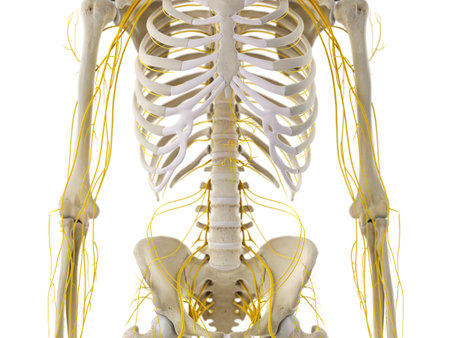 3d rendered medically accurate illustration of the thorax nerves