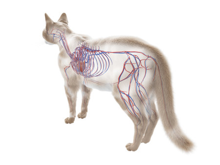 3d rendered illustration of the cat anatomy - the vascular systemの写真素材