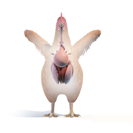 3d rendered illustration of a chickens anatomy - the organsの写真素材
