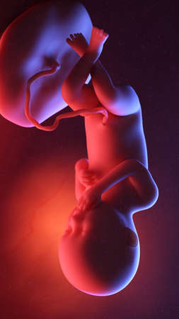 3d rendered illustration of a human fetus - week 36の写真素材