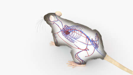 3d rendered illustration of a rats anatomy - the vascular systemの写真素材