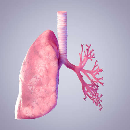 3d rendered illustration of the lungs and bronchiの写真素材