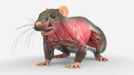 3d rendered illustration of a rats anatomy - the musclesの写真素材