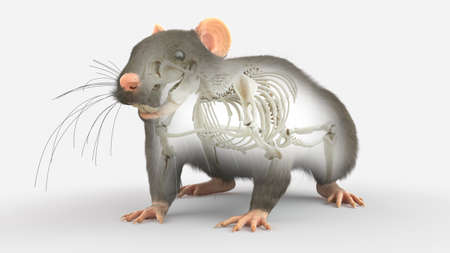 3d rendered illustration of a rats anatomy - the skeletonの写真素材