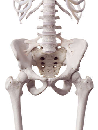 3d rendered medically accurate illustration of the iliolumbar ligamentの写真素材