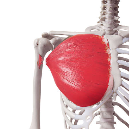 3d rendered medically accurate illustration of a torn pectoralis major tendonの写真素材