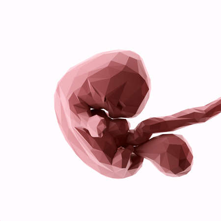 3d rendered illustration of an abstract human fetus - week 7の写真素材