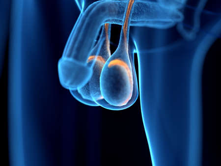 3d rendered illustration of the epididymisの写真素材