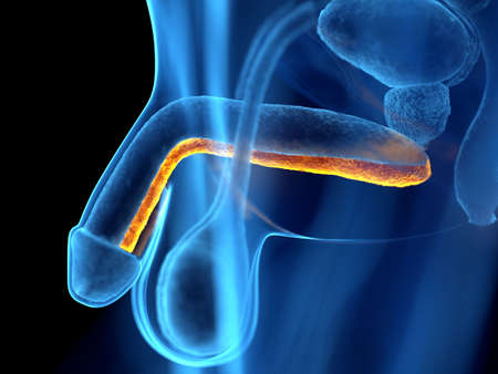 3d rendered illustration of the corpus cavernosumの写真素材