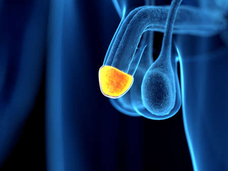 3d rendered illustration of the glans penis