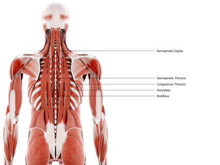 3d rendered illustration of the back musclesの写真素材