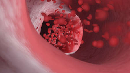 3d rendered illustration of a human artery