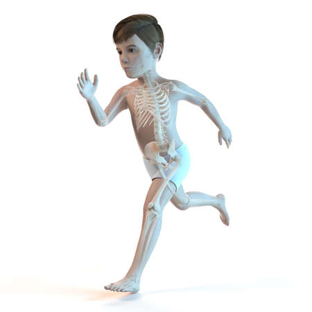 3d rendered illustration of a boys anatomy - skeletonの写真素材