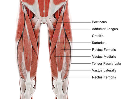 3d rendered illustration of muscles of the upper leg