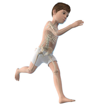 3d rendered illustration of a boys anatomy - skeletonの写真素材