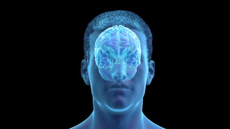 3d rendered illustration of the human brain
