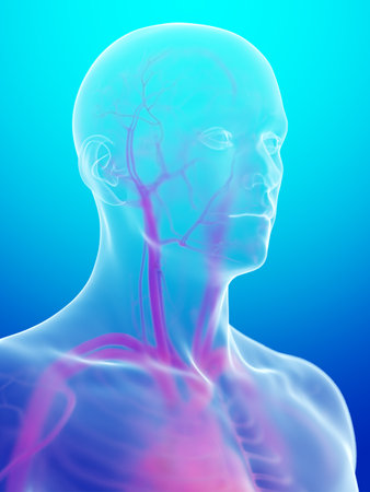 3d rendered illustration of the human vascular systemの写真素材