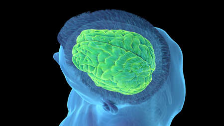3d rendered illustration of the human brain