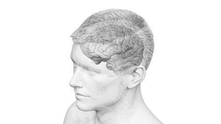 3d rendered illustration of the human brainの写真素材