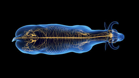 3d rendered illustration of the bovine anatomy - the nervous systemの写真素材