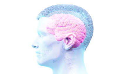 3d rendered illustration of the human brainの写真素材