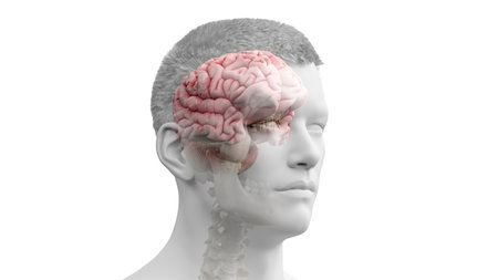 3d rendered illustration of the human brain