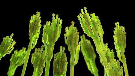 3d rendered illustration of penicillium