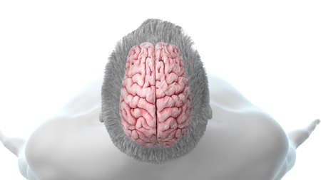 3d rendered illustration of the human brain