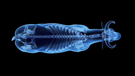 3d rendered illustration of the bovine anatomy - the skeletonの写真素材