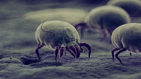 3d rendered illustration of dust mites
