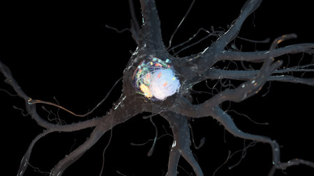 3d rendered illustration of a human nerve cell
