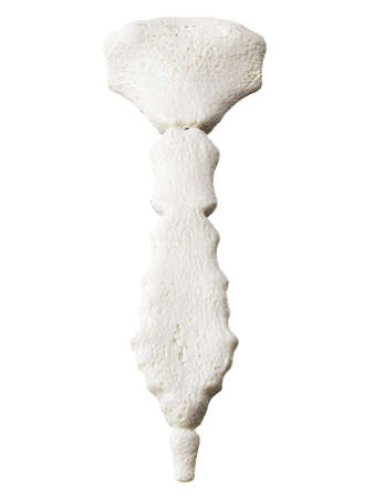 3d rendered illustration of breast boneの写真素材