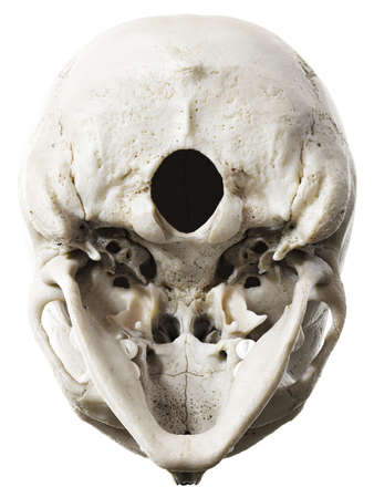 3d rendered illustration of the skullの写真素材