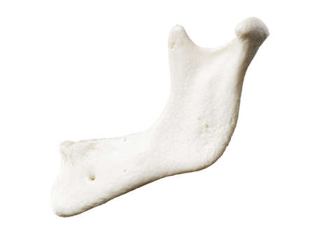 3d rendered illustration of the jaw