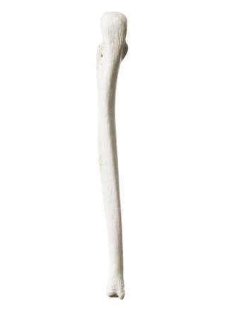 3d rendered illustration of the ulna