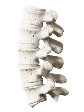 3d rendered illustration of the lumbar spine
