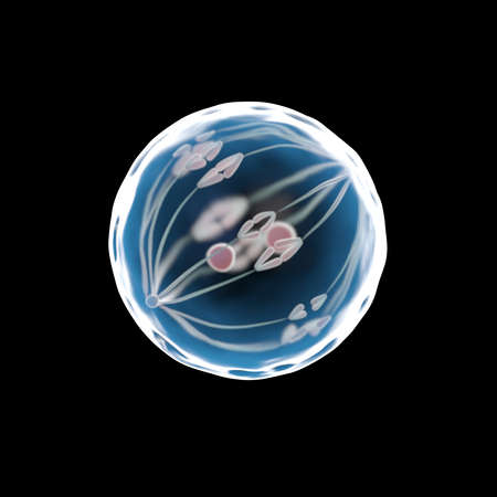 3d rendered illustration of a dividing egg cell