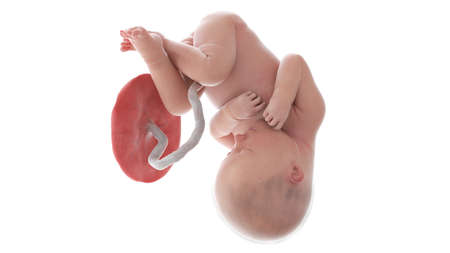 3d rendered medically accurate illustration of a human fetus - week 37