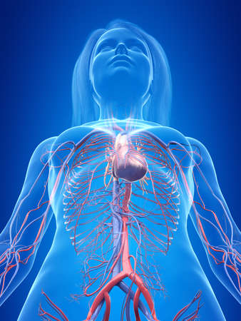 3d rendered illustration of the female vascular systemの写真素材