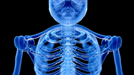 3d rendered illustration of the skeletal neck