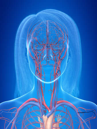 3d rendered illustration of the female vascular systemの写真素材