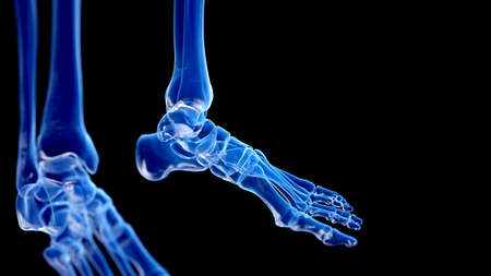 3d rendered illustration of the human ankle jointの写真素材
